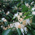 Lonicera maackii fleur P24